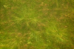 Juncus bulbosus