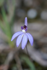 Cyanicula caerulea