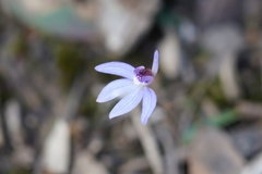 Cyanicula caerulea