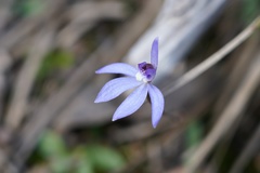 Cyanicula caerulea