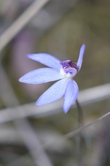 Cyanicula caerulea