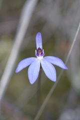 Cyanicula caerulea