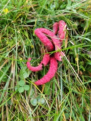 Clathrus archeri
