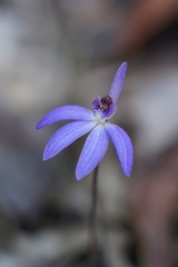 Cyanicula caerulea