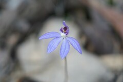 Cyanicula caerulea