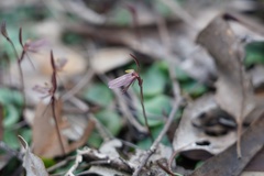 Cyrtostylis reniformis