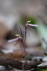 Cyrtostylis reniformis
