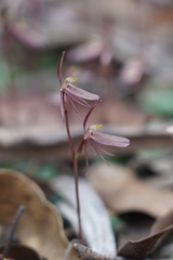 Cyrtostylis reniformis