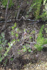 Crassula subulata subulata
