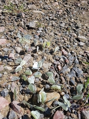 Pierinae