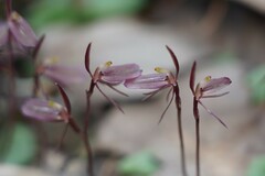 Cyrtostylis reniformis