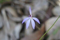 Cyanicula caerulea