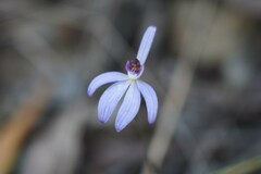 Cyanicula caerulea