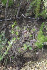 Crassula subulata subulata