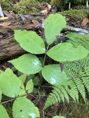Sambucus racemosa
