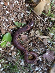 Digaster longmani