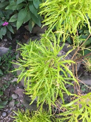 Melicope denhamii