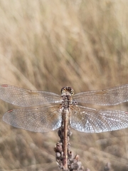 Sympetrum flaveolum