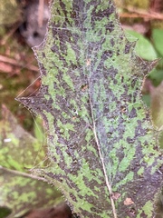 Frontinella pyramitela