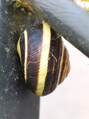 Caucasotachea vindobonensis
