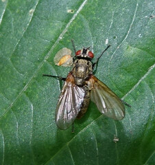 Muscoidea