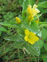 Hypericum foliosum