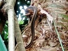 Dendrelaphis pictus