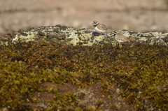 Charadrius hiaticula