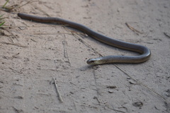 Anguis colchica