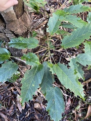 Sterculia quadrifida