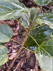 Sterculia quadrifida