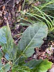 Sterculia quadrifida