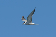 Sterna hirundo tibetana