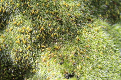 Grimmia