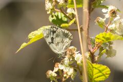 Melanargia lachesis