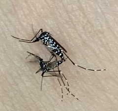 Aedes