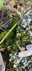 Dicranum flagellare