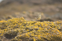Anthus petrosus