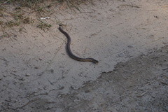 Anguis colchica