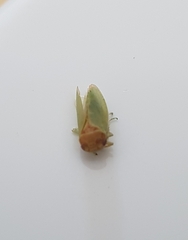 Batracomorphus