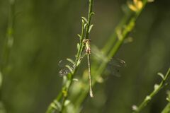 Chalcolestes viridis