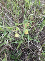 Physalis virginiana