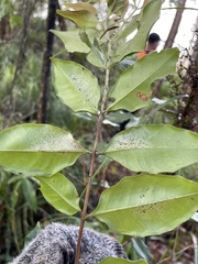Syzygium