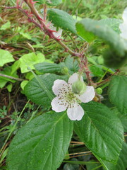 Rubus hochstetterorum