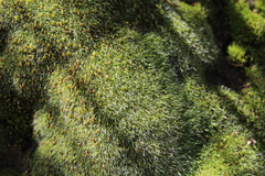 Grimmia