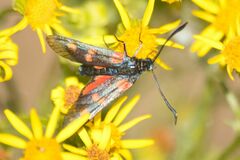 Zygaena