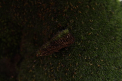 Grimmia