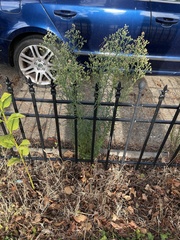 Erigeron floribundus