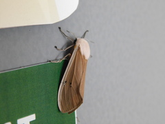 Creatonotos transiens