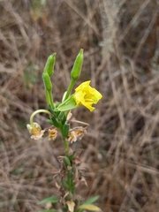 Oenothera biennis